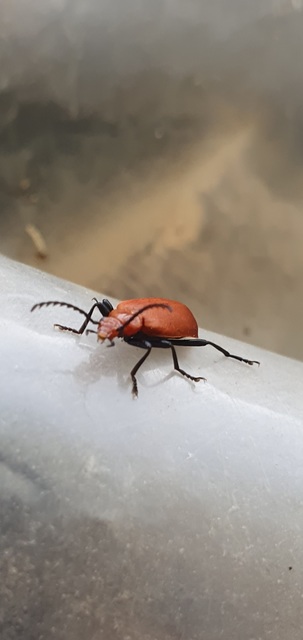 Pyrochroa serraticornis - közép-bíborbogár