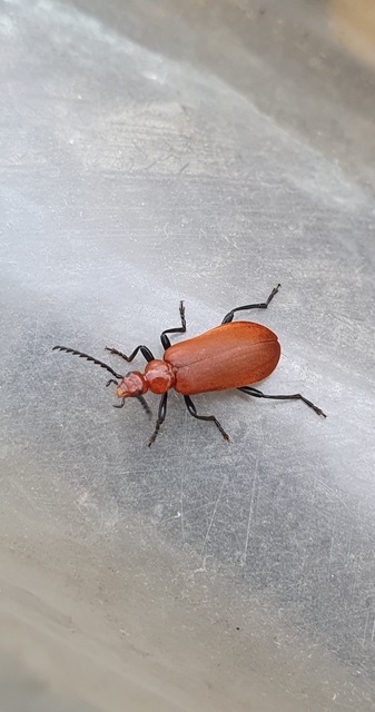 Pyrochroa serraticornis - közép-bíborbogár