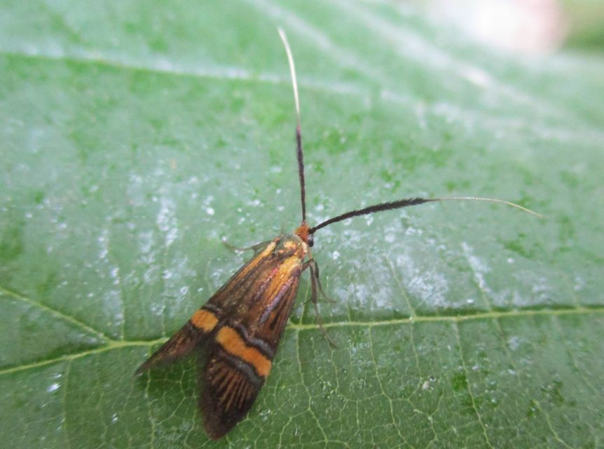 Nemophora degeerella - pompás tőrösmoly