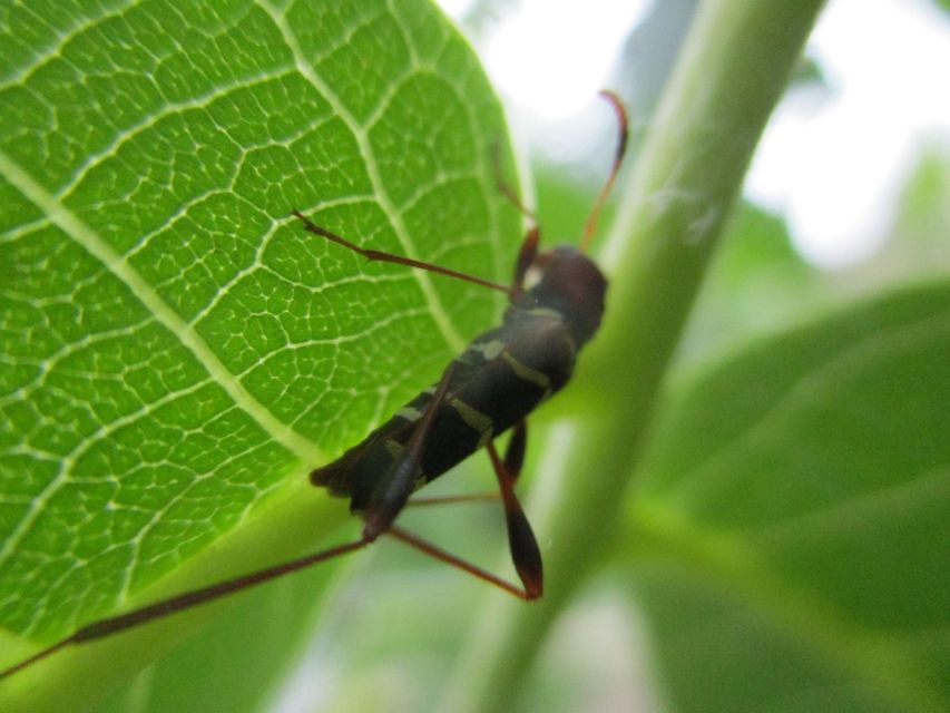 Neoclytus acuminatus - amerikai darázscincér