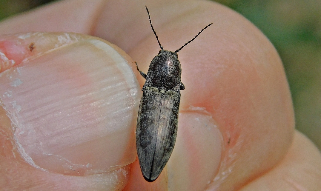 Actenicerus siaelandicus - márványos pattanó Actenicerus siaelandicus - márványos pattanó