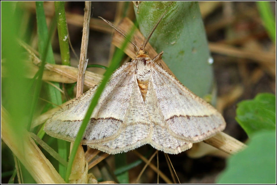 Tephrina arenacearia - lucerna-araszoló