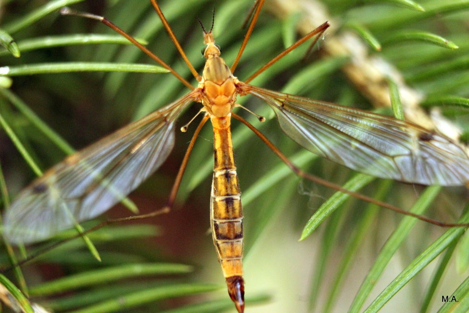 Tipula