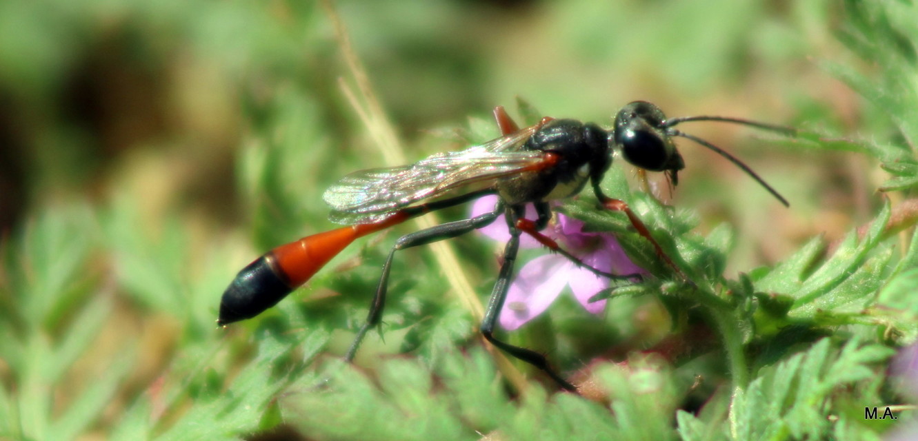 Ammophila heydeni - vöröslábú hernyóölődarázs
