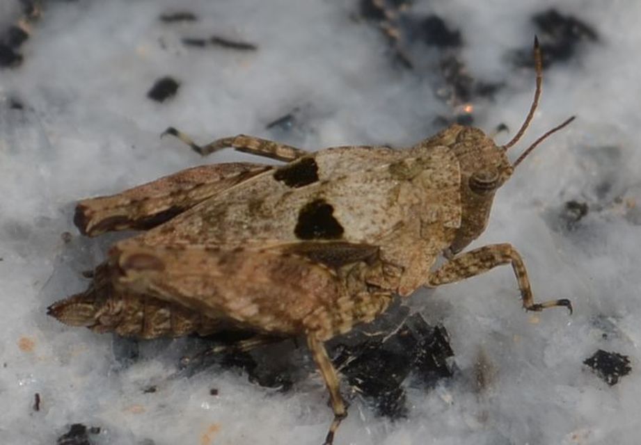 Tetrix tenuicornis - vékonycsápú tövishátúsáska