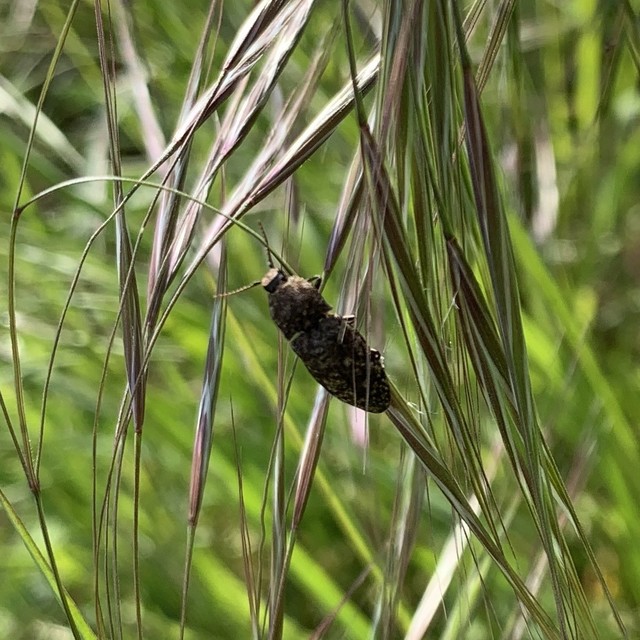 Agrypnus murinus - egérszínű pikkelyespattanó