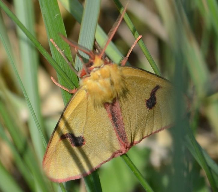 Diacrisia sannio - vörösszélű medvelepke