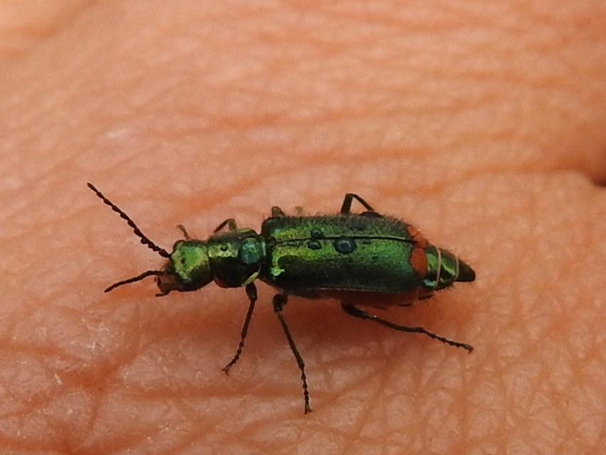 Malachius bipustulatus - kétfoltos bibircsesbogár