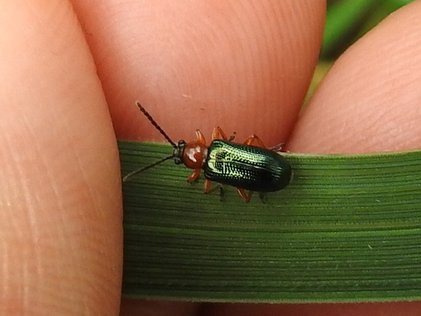 Oulema melanopus/duftschmidi