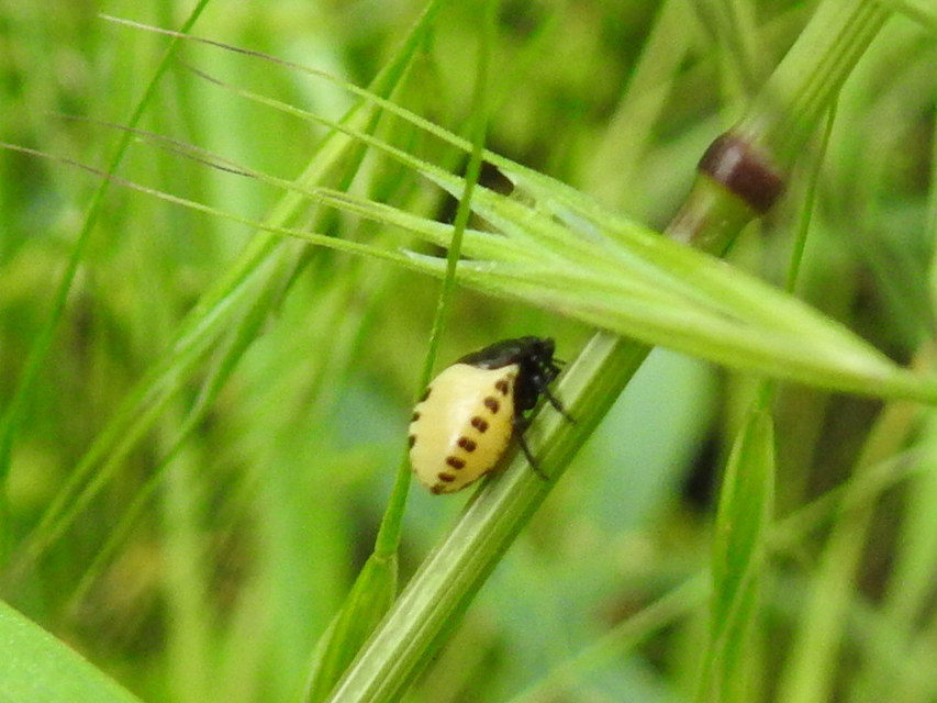 Tritomegas bicolor - foltos földipoloska