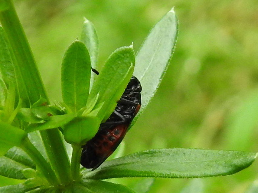 Cercopis