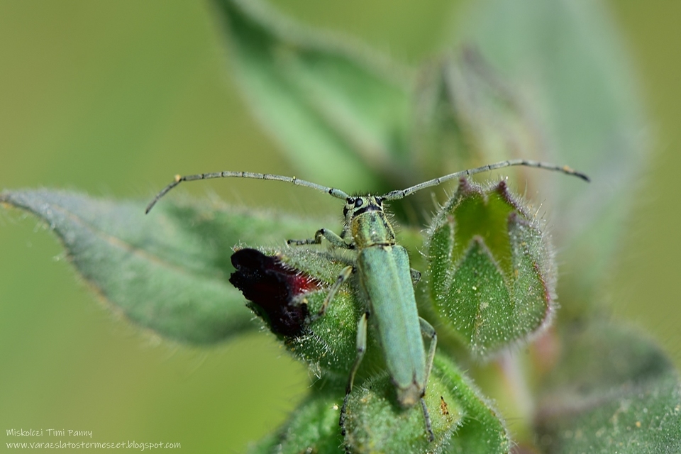 Phytoecia coerulescens - kígyósziszcincér
