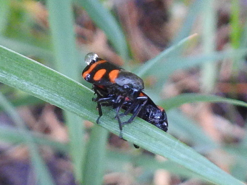 Cercopis