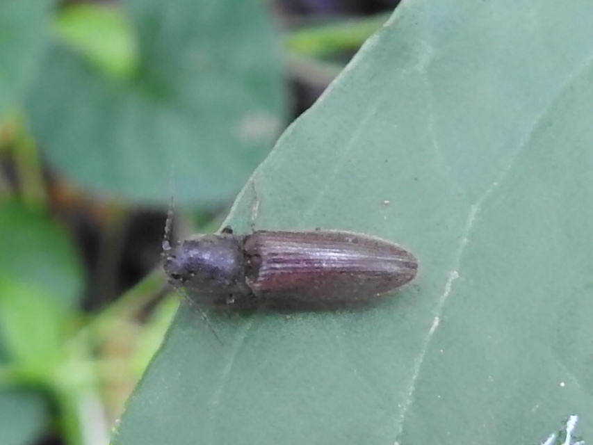 Athous haemorrhoidalis - szurkos pattanó Athous haemorrhoidalis - szurkos pattanó