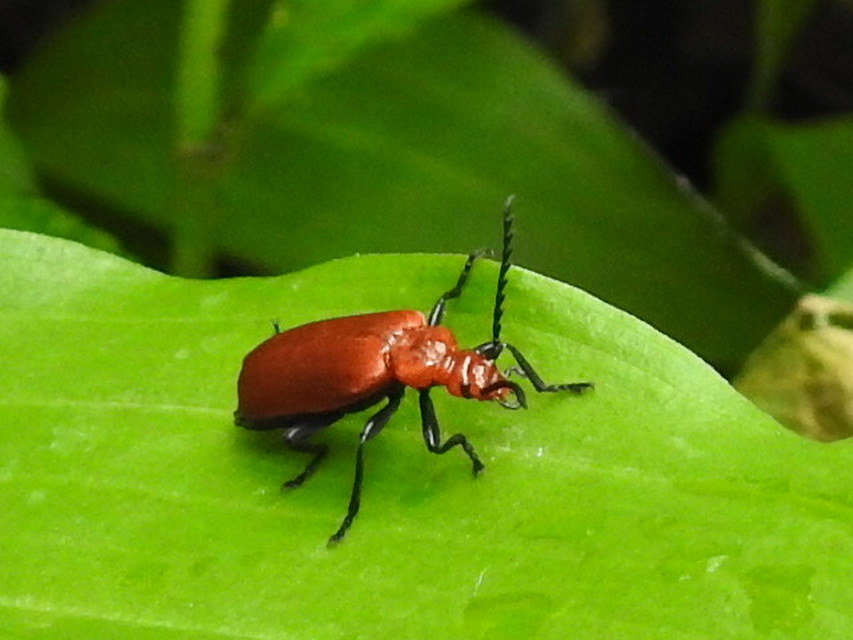 Pyrochroa serraticornis - közép-bíborbogár