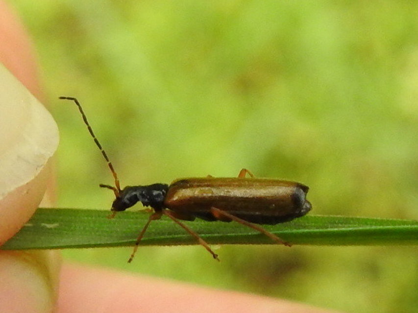 Rhagonycha lignosa - cserjés-lágybogár