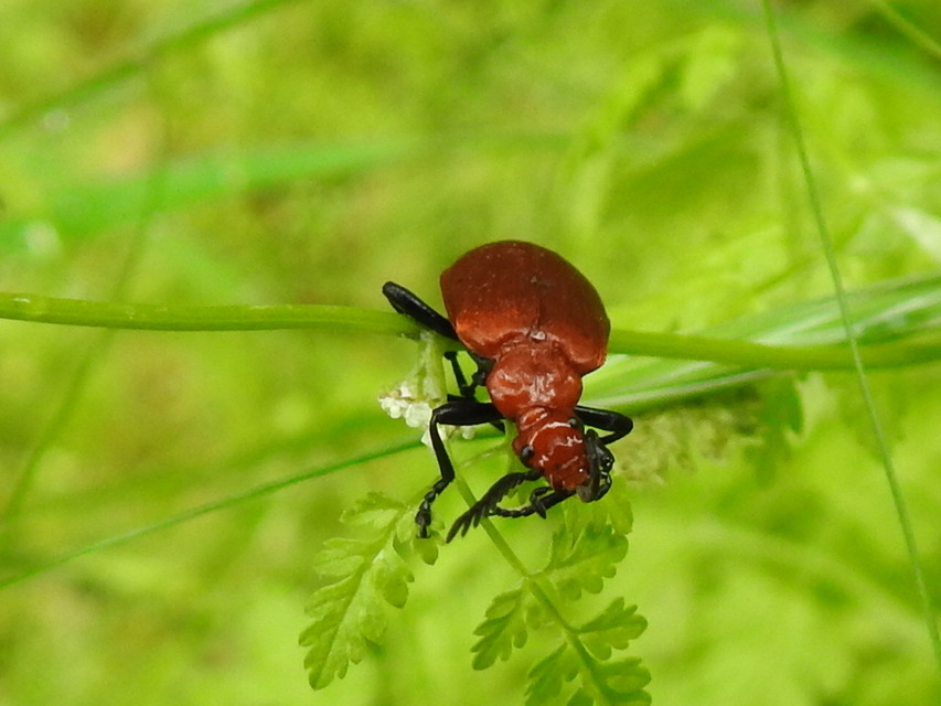 Pyrochroa serraticornis - közép-bíborbogár