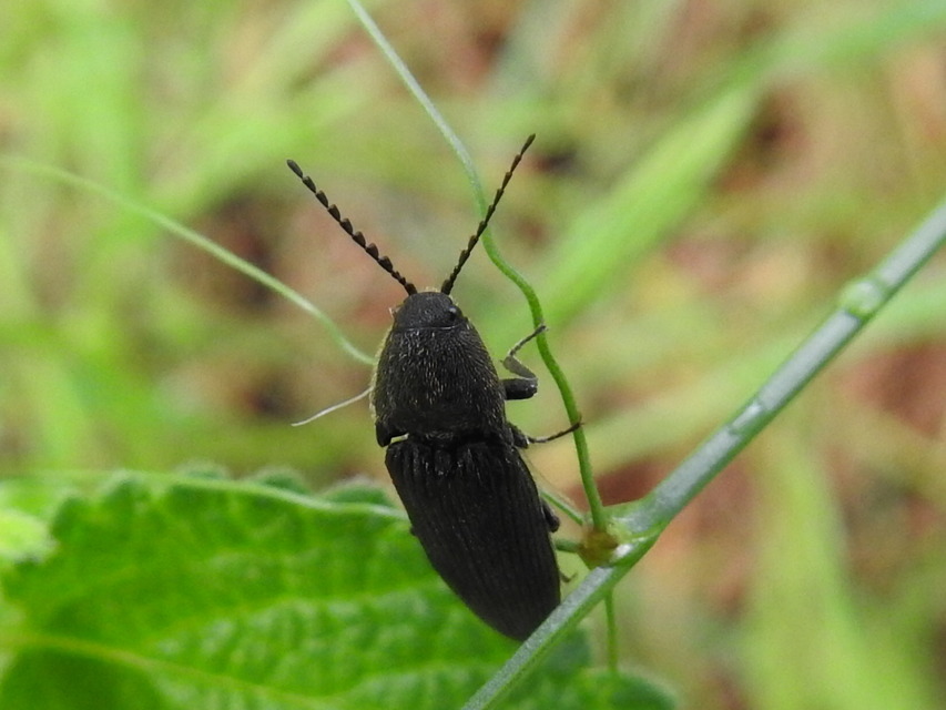 Melanotus