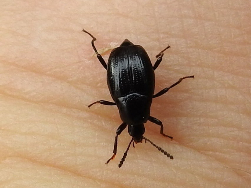 Scaphium immaculatum - görbelábú sajkabogár