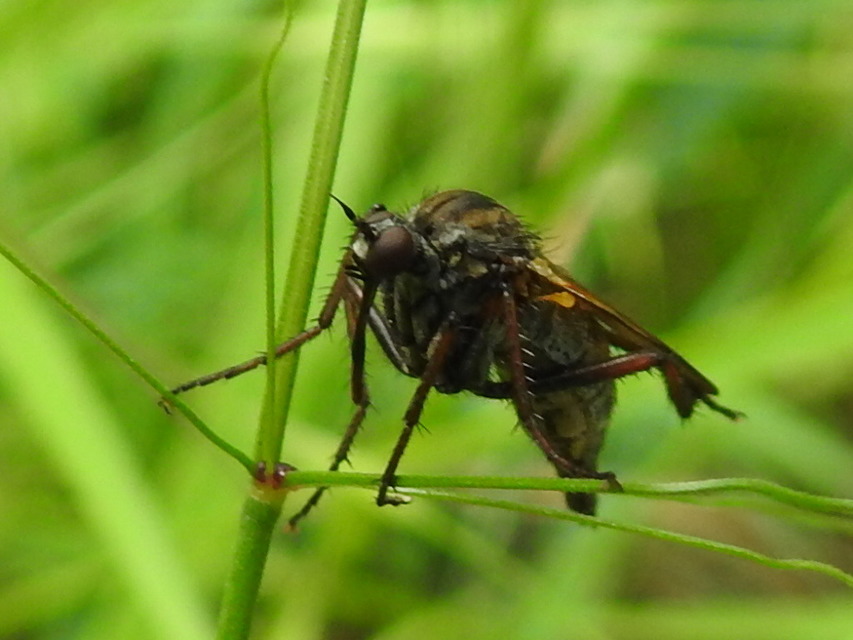 Empis