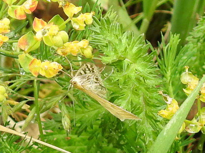 Sitochroa verticalis - világossárga dudvamoly