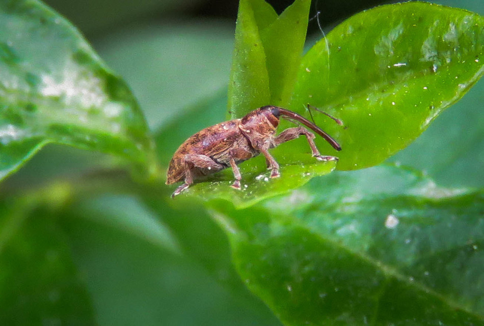 Dorytomus filirostris - egyenesorrú hangormányos