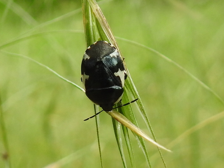 Tritomegas sexmaculatus - hatfoltos földipoloska
