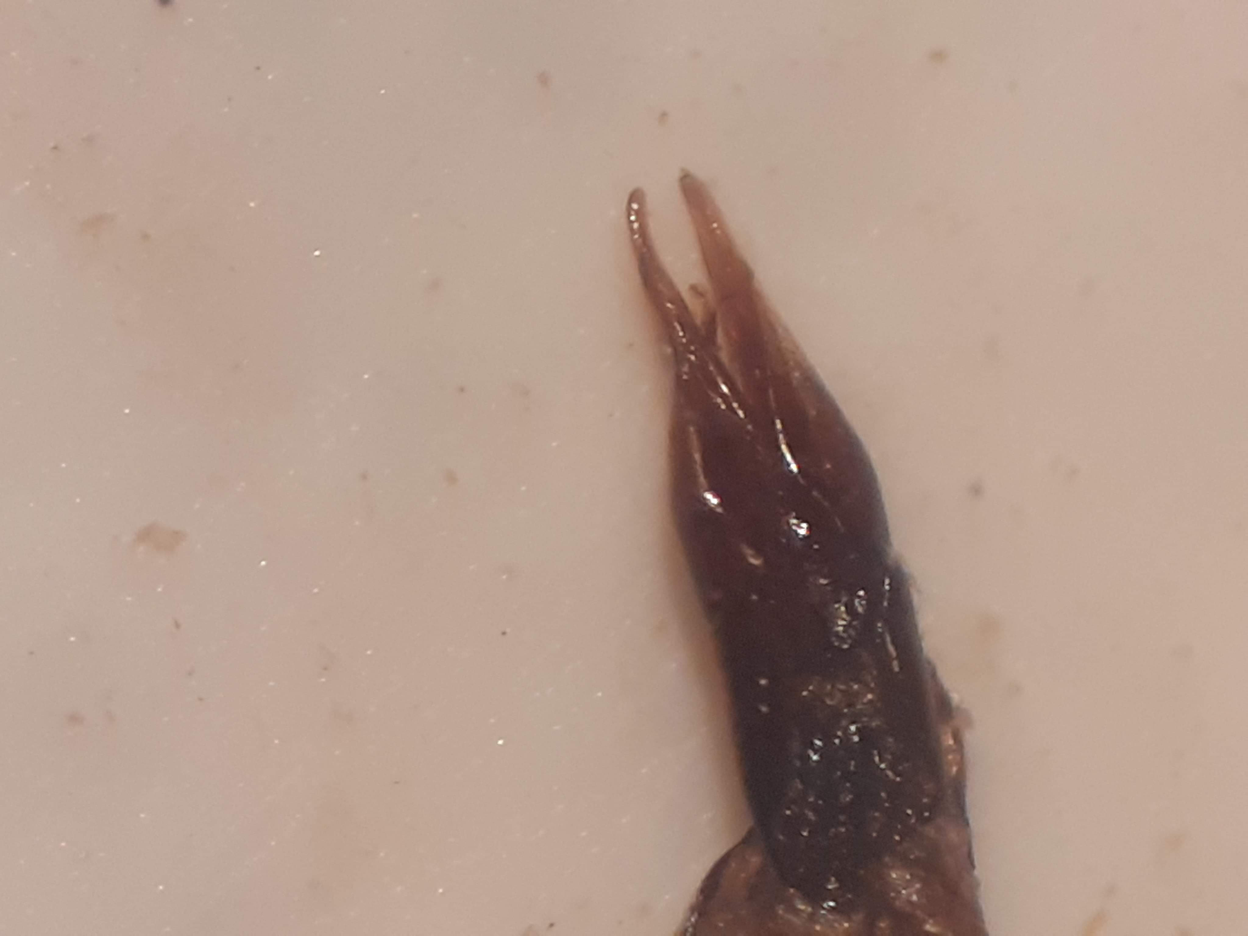 Enochrus testaceus - barna fakócsibor