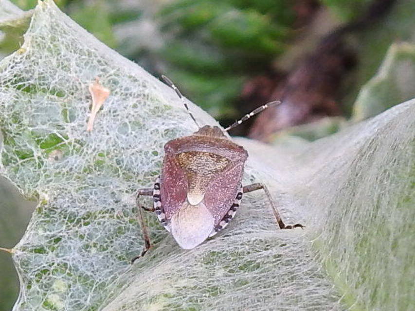 Dolycoris baccarum - közönséges bogyómászó-poloska Dolycoris baccarum - közönséges bogyómászó-poloska
