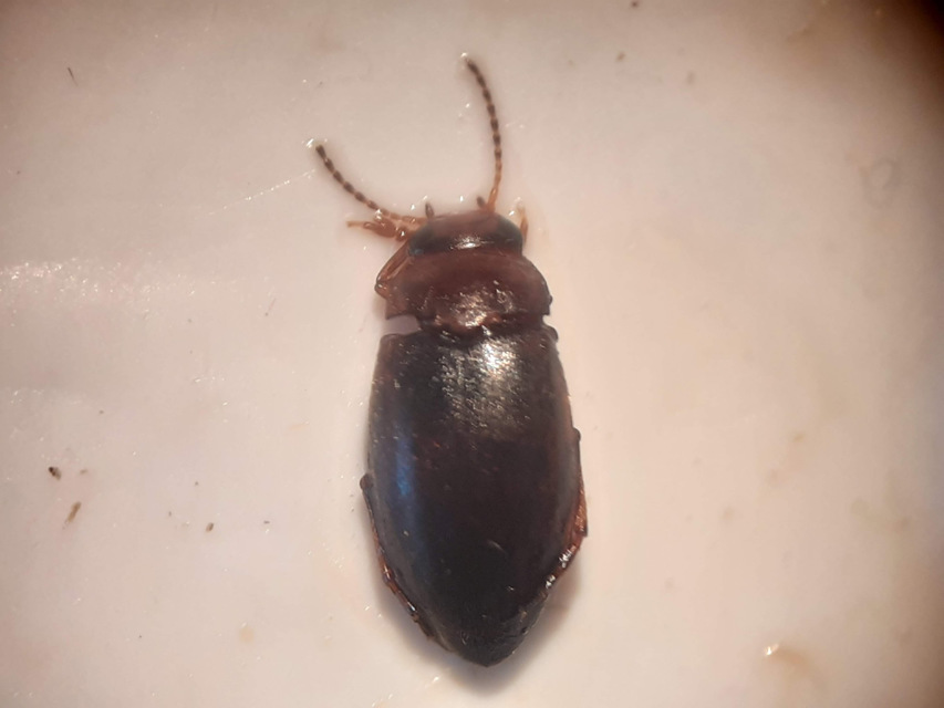 Hydroporus angustatus - karcsú kiscsíkbogár