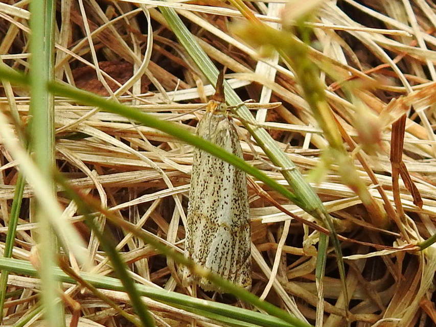 Thisanotia chrysonuchella - tavaszi fűgyökérmoly