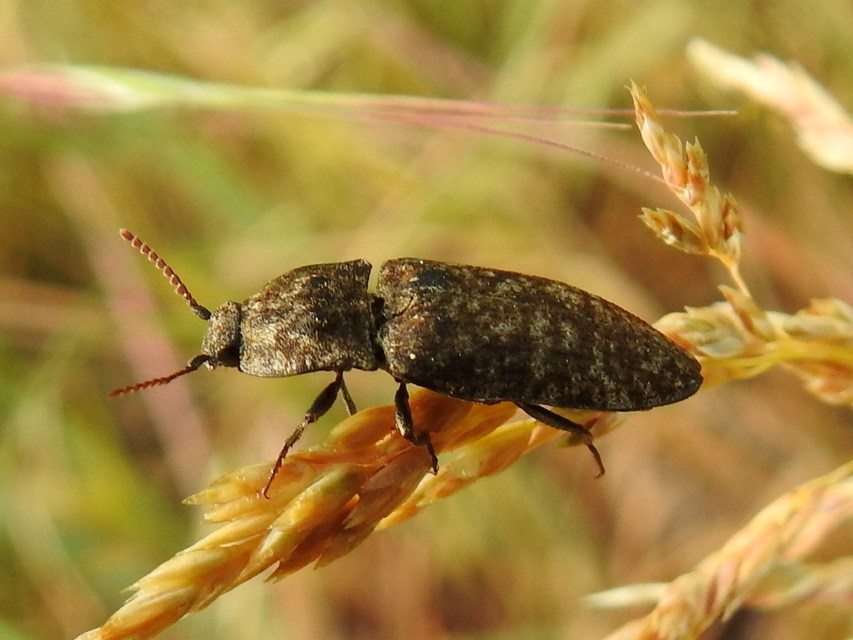 Agrypnus murinus - egérszínű pikkelyespattanó