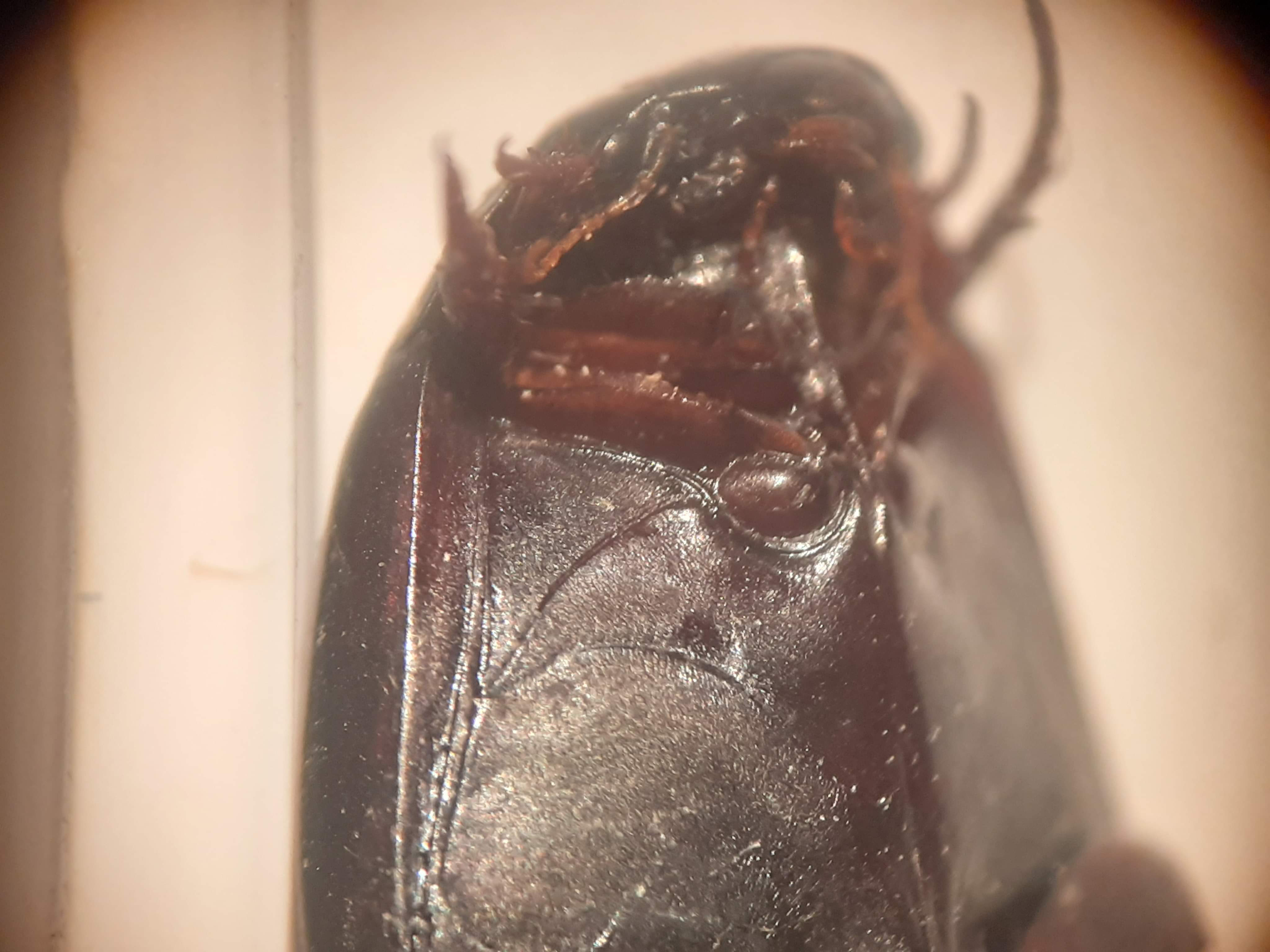 Ilybius subaeneus - fényes orsócsíkbogár