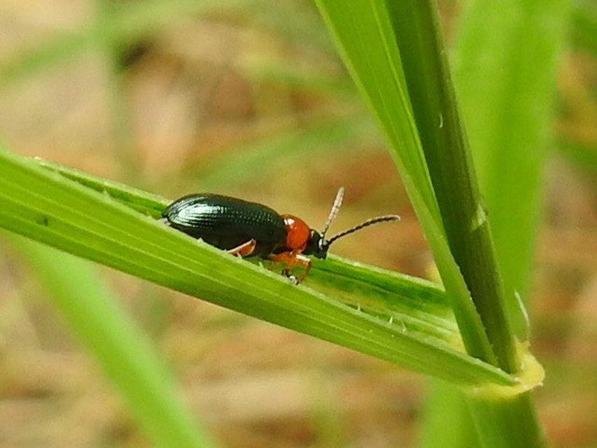 Oulema melanopus/duftschmidi