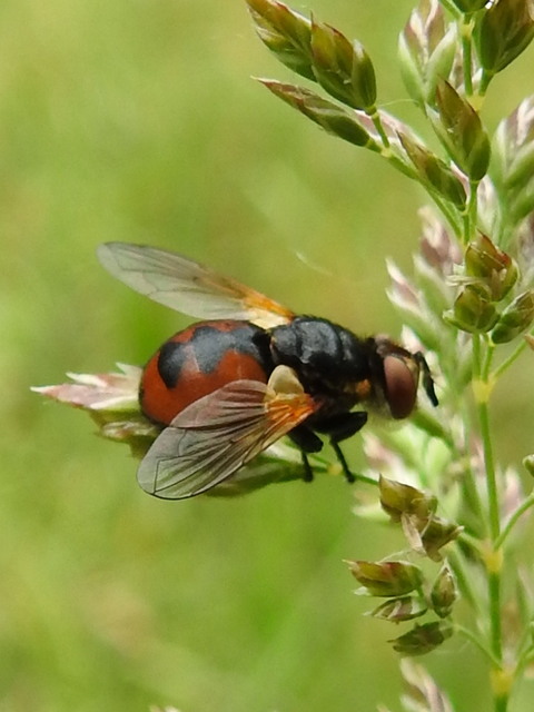 Gymnosoma