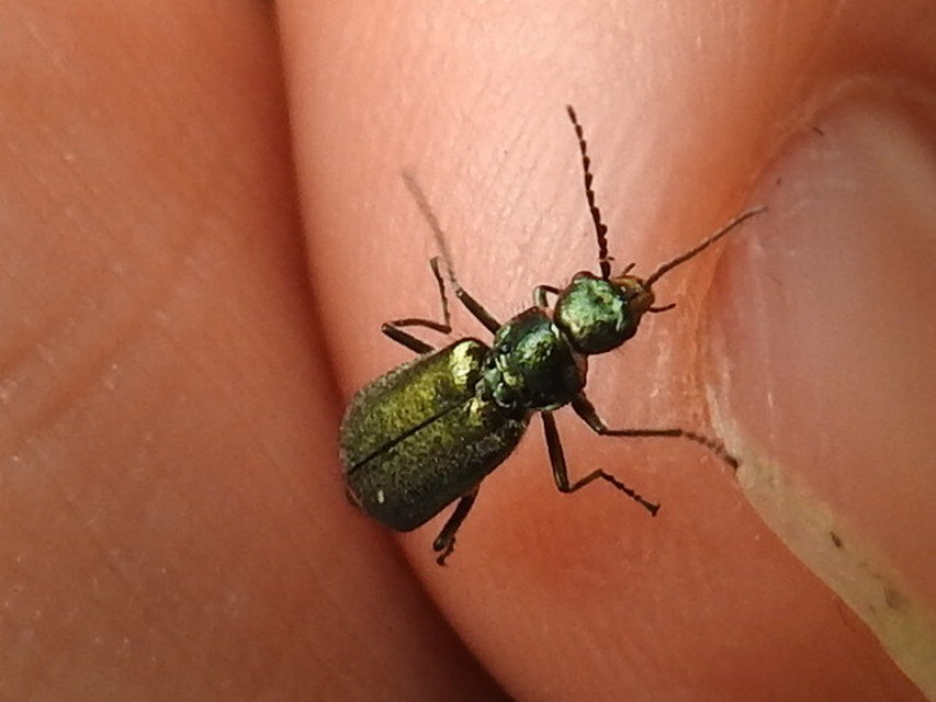 Malachius bipustulatus - kétfoltos bibircsesbogár