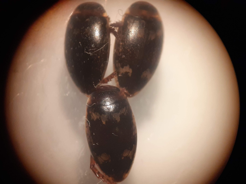 Laccophilus poecilus - tarka bukóbogár