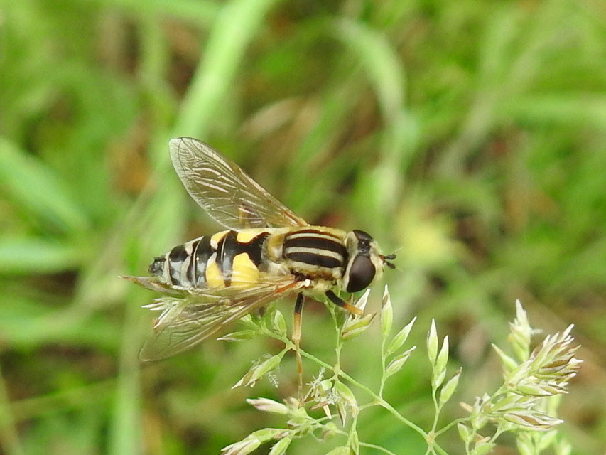Helophilus trivittatus - nagy mocsárilégy