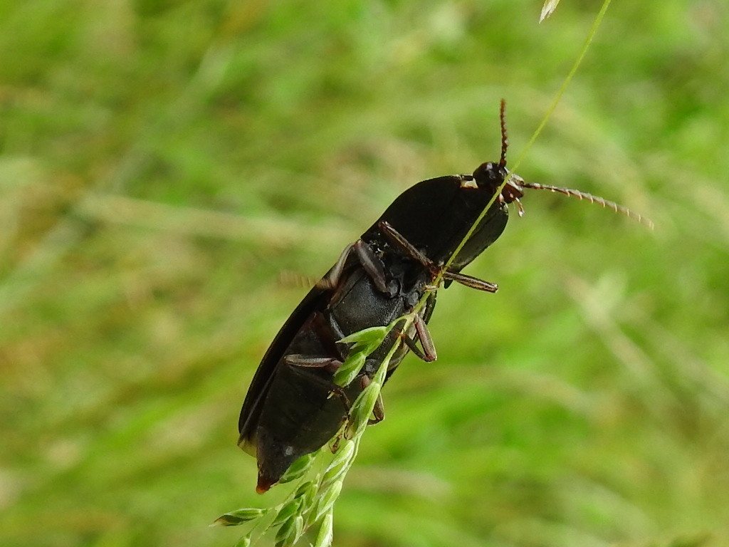 Neopristilophus insitivus - lapos pattanó