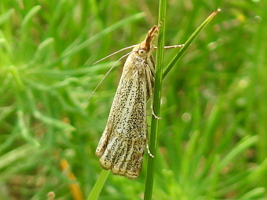 Thisanotia chrysonuchella - tavaszi fűgyökérmoly