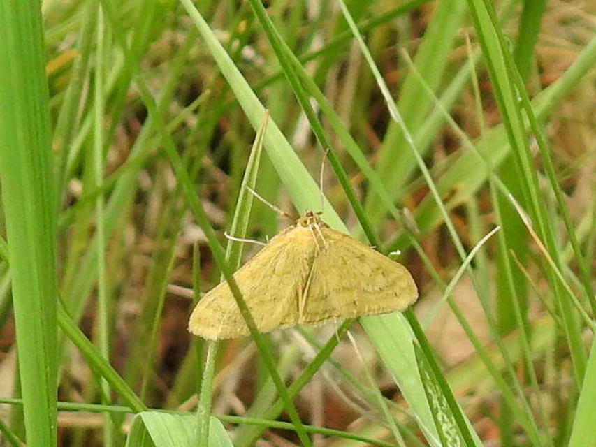 Sitochroa verticalis - világossárga dudvamoly