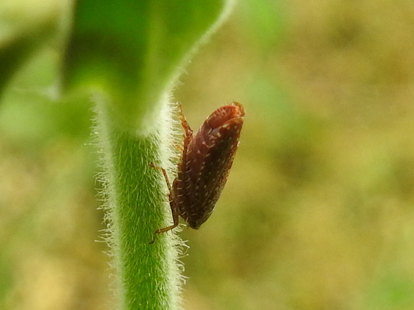 Aphrodes