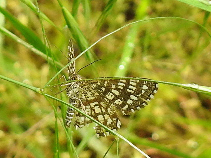 Chiasmia clathrata - rácsos rétiaraszoló