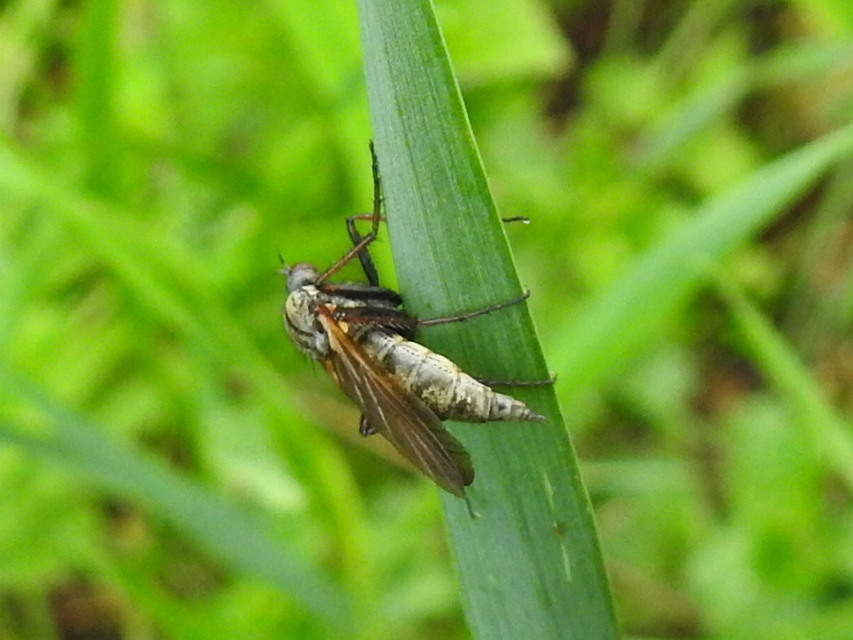 Empis