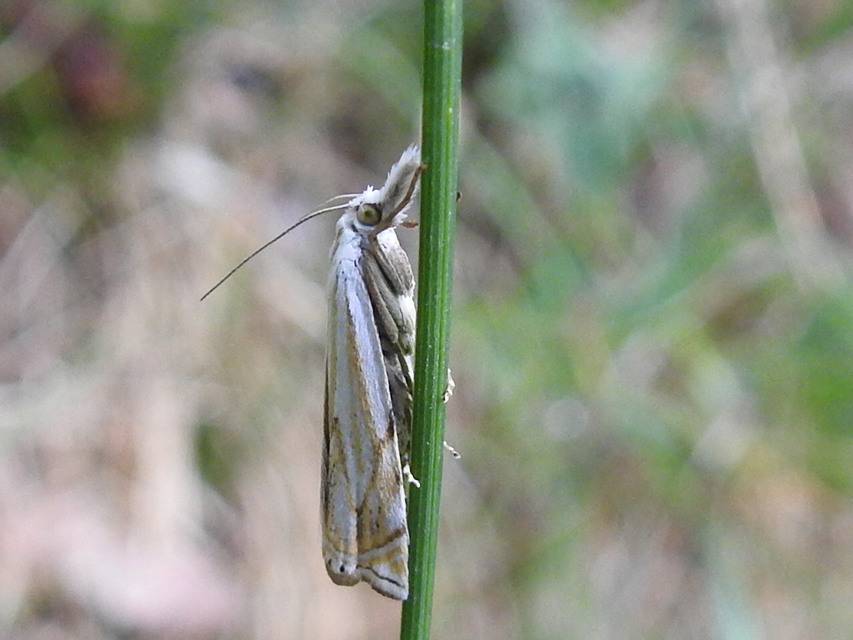 Crambus lathoniellus - mezei fűgyökérmoly