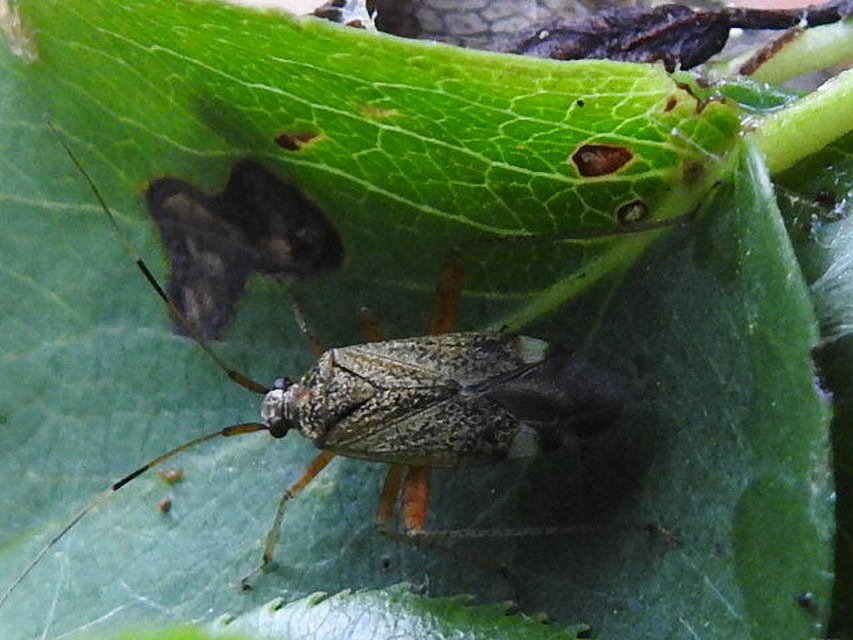 Closterotomus