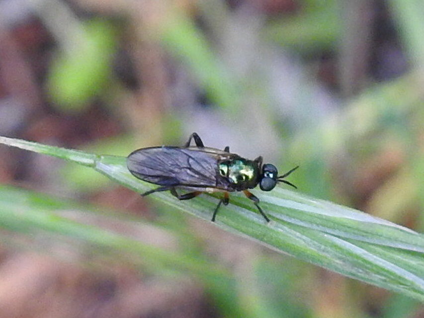 Stratiomyidae - katonalégyfélék