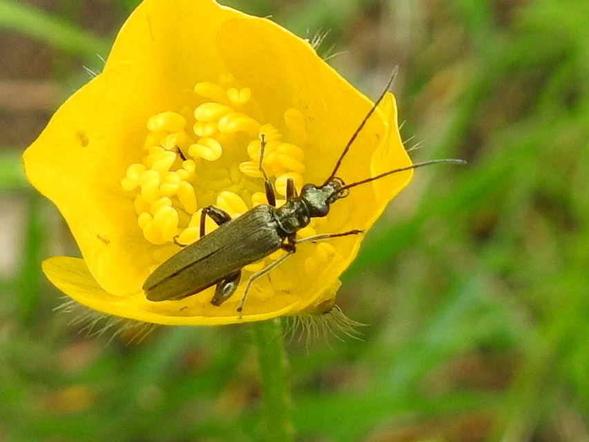 Oedemera virescens - zöldes álcincér