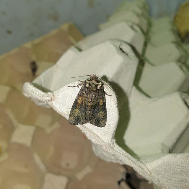 Craniophora ligustri - fagyalbagoly