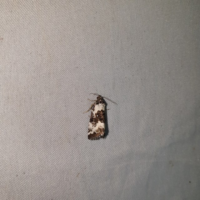 Deltote deceptoria - tölgyes apróbagoly